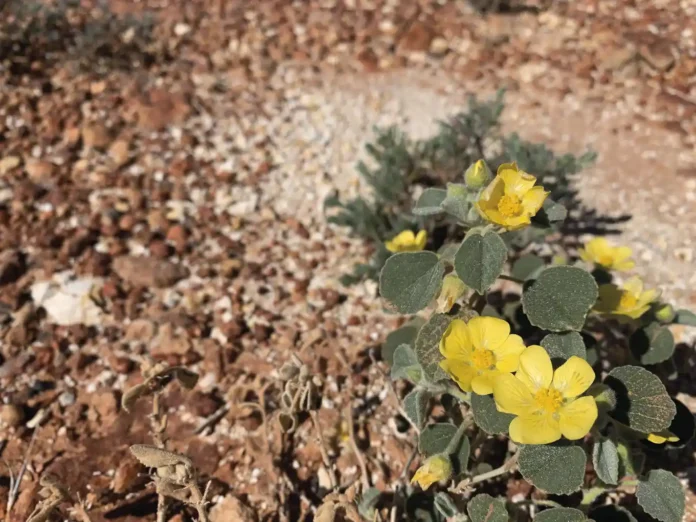 Halimium_halimifolium._Como_as_plantas_lidam_com_o_estresse_t_rmico Halimium halimifolium. Como as plantas lidam com o estresse térmico