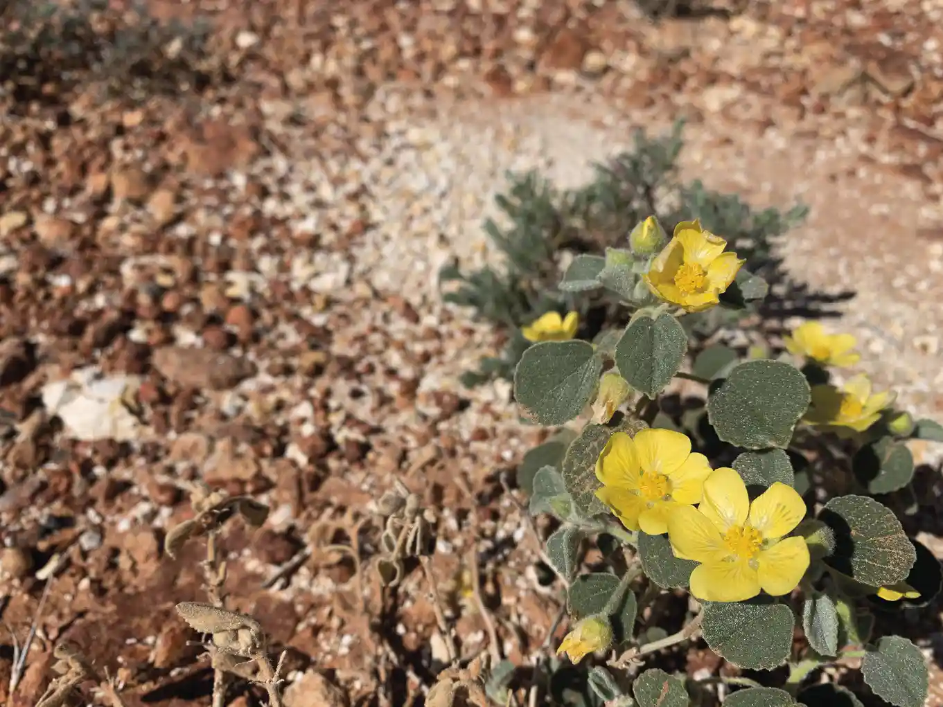 Estratégias para o estresse térmico das plantas 6 Halimium halimifolium. Como as plantas lidam com o estresse térmico