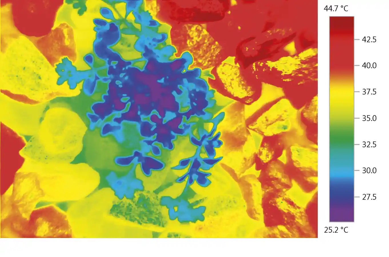 Imagem_infravermelha_de_uma_planta_do_deserto_entre Estratégias para o estresse térmico das plantas
