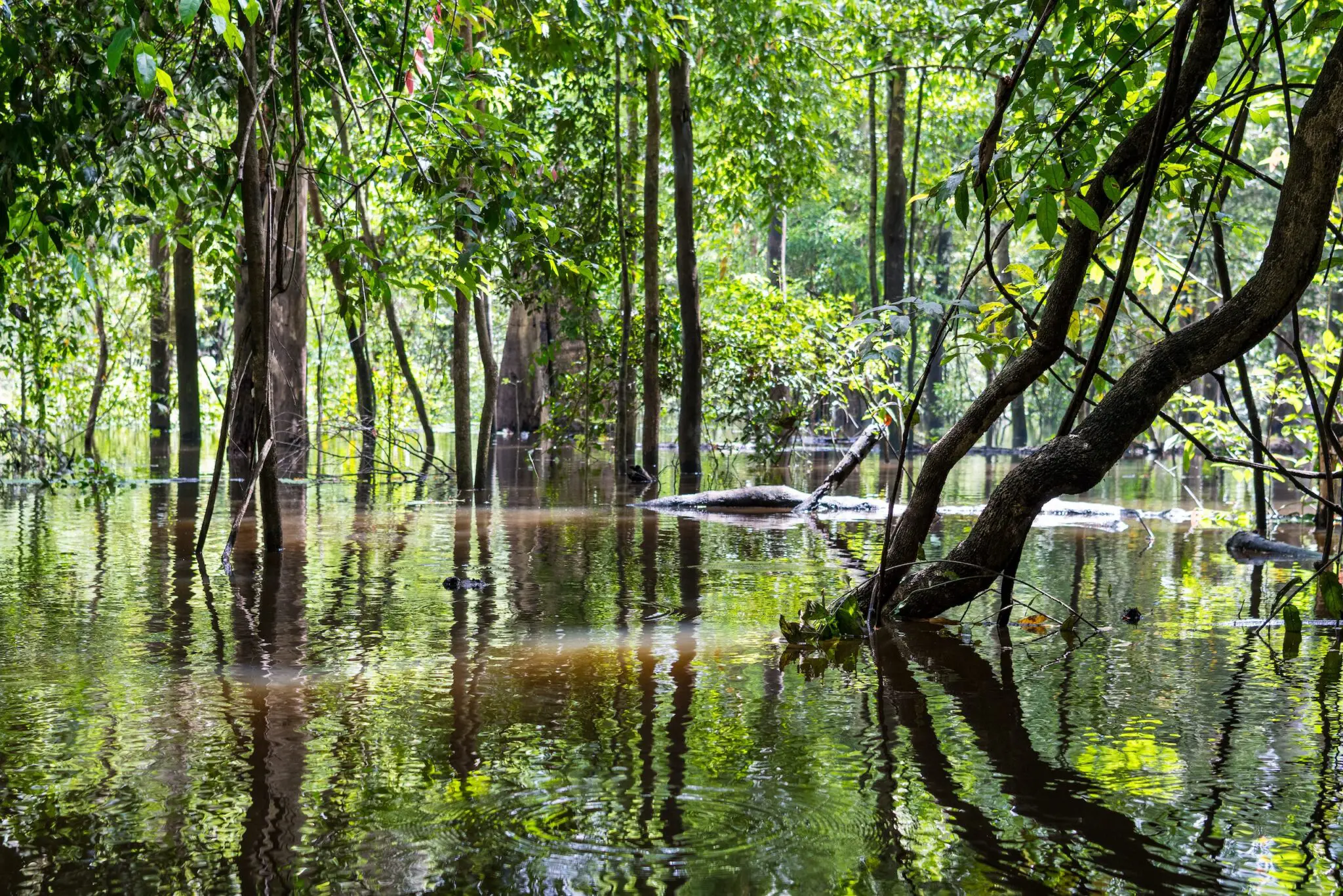 Mamiraua-na-Cheia-3-Foto_-Miguel-Monteiro-2048x1366-1 Onças da Amazônia revelam adaptação surpreendente para sobreviver às cheias dos rios