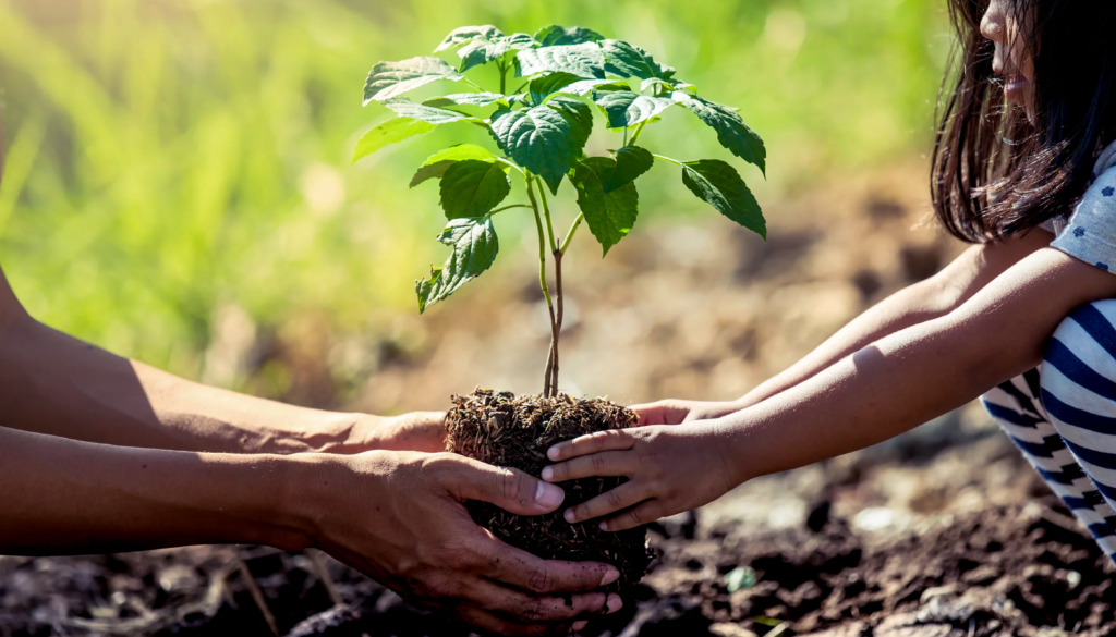 Mudas-de-arvores Amazônia apoia a campanha Love Paper e reforça a importância da sustentabilidade no Brasil