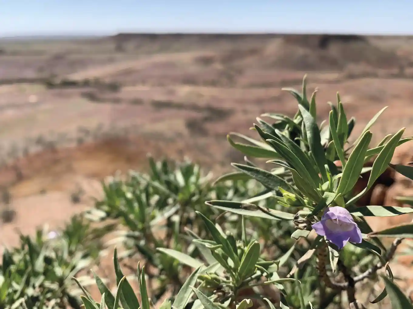 O_formato_o_tamanho_e_a_cor_das_folhas_afetam_a_absor__o_de_calor Estratégias para o estresse térmico das plantas