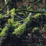 O que acontece com uma árvore que morre em uma floresta