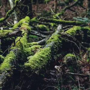 O que acontece com uma árvore que morre em uma floresta