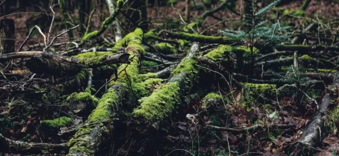 O_que_pode_parecer_um_monte_de_musgo,_madeira_podre_e_...
