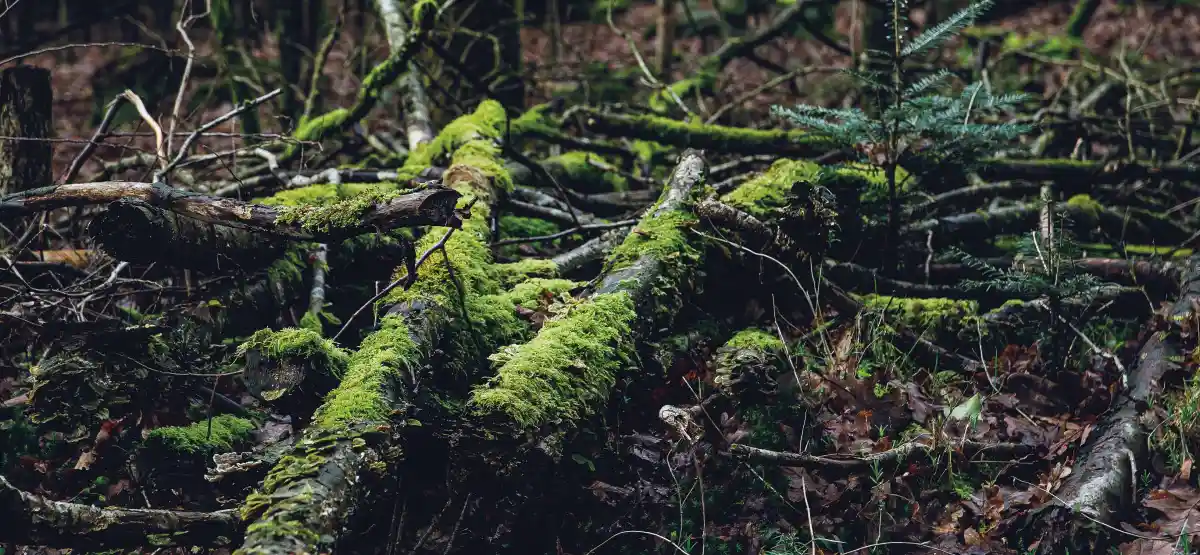 O que acontece com uma árvore que morre em uma floresta 8 O que pode parecer um monte de musgo madeira podre e
