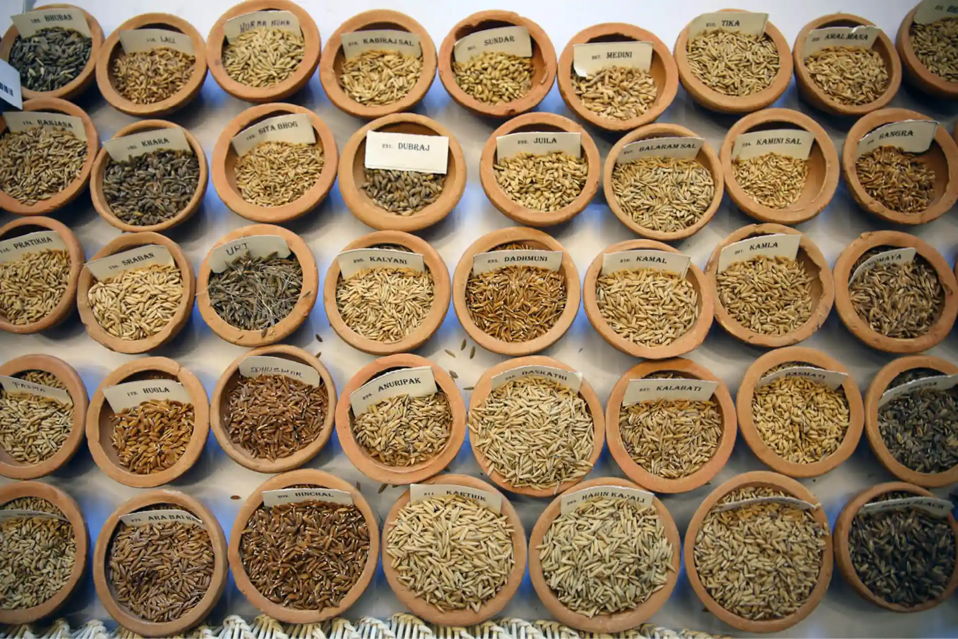 20ª Sessão da Comissão de Recursos Genéticos para a Alimentação e a Agricultura – CGRFA 4 O setor de alimentos e agricultura integra suas pr ticas com as metas globais de conserva o da biodiversidade