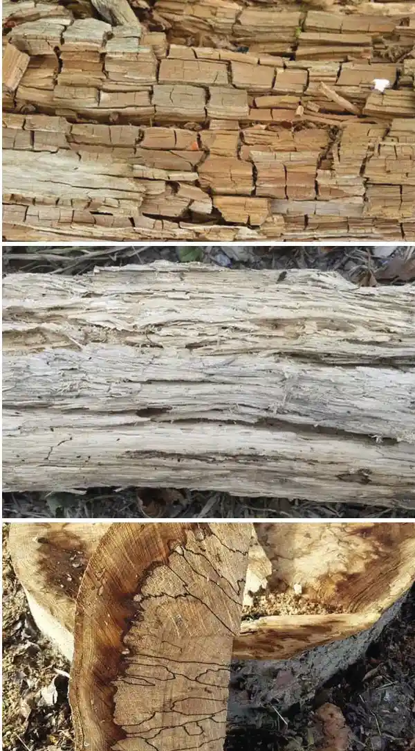 O que acontece com uma árvore que morre em uma floresta 4 Os fungos que comem madeira deixam sinais reveladores. Os fungos da podridão parda geralmente criam um substrato marrom e quebradiço (acima) que é rico em lignina, pois removeram grande parte da celulose branca da madeira. Em contraste, os fungos da podridão branca tendem a deixar muita celulose branca e fibrosa para trás (meio). As linhas pretas (abaixo) são feitas de melanina e marcam o território de vários fungos. Os marceneiros as chamam de "linhas de zona", elas são um tipo de pigmentação ou "spalting" considerado desejável em certos tipos de madeira