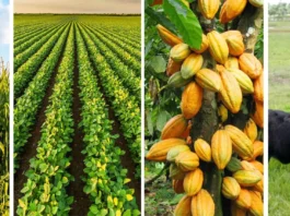 Pará lidera produção de soja, milho, cacau e criação de búfalos