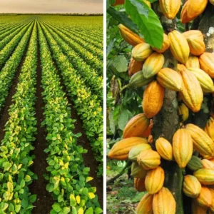 Pará é referência na produção de grãos e na criação de búfalos Pará lidera produção de soja, milho, cacau e criação de búfalos