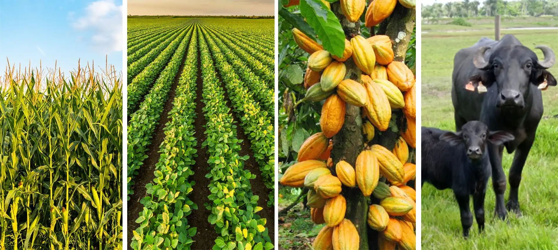 Pará é referência na produção de grãos e na criação de búfalos 3 Pará lidera produção de soja, milho, cacau e criação de búfalos
