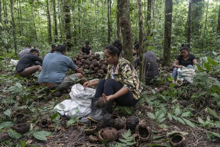 RS101102__Castanha_WaiWai_RogerioAssis056-lpr-1 Dia Internacional das Florestas destaca a importância dos recursos florestais para a alimentação e o planeta