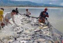 Aquicultura na Amazônia como alternativa para segurança alimentar com menor impacto ambiental aquicultura