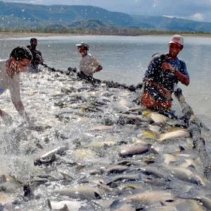 Aquicultura na Amazônia como alternativa para segurança alimentar com menor impacto ambiental aquicultura