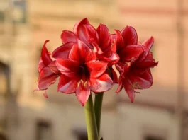 Saiba como a Amarilis não gosta de ser tratada para florescer lindamente!