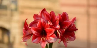 Saiba como a Amarilis não gosta de ser tratada para florescer lindamente!