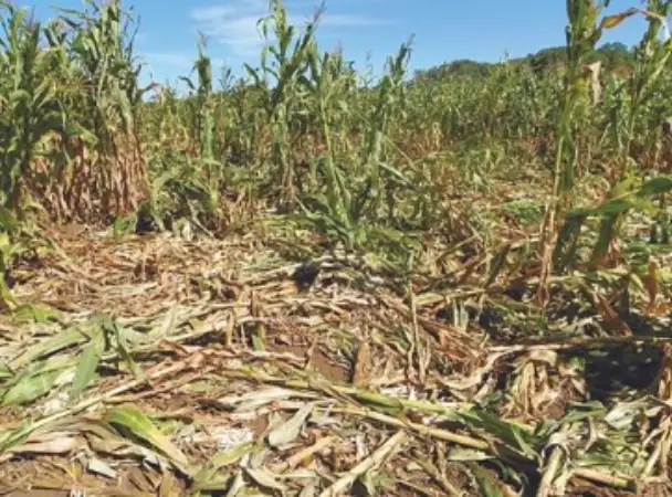 Screenshot-2025-03-05-103505 Invasão de javalis no Brasil exige abate de mais de um milhão de animais até 2025, alertam especialistas
