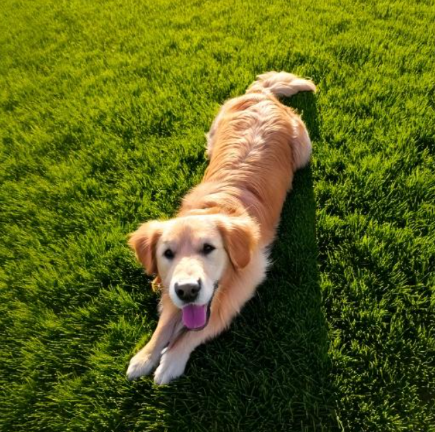 Screenshot-2025-03-07-160339 Nova pílula antienvelhecimento para cães, um marco na medicina veterinária
