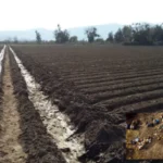 Microplásticos e a ameaça à segurança alimentar global, um desafio emergente