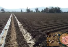 Microplásticos e a ameaça à segurança alimentar global, um desafio emergente