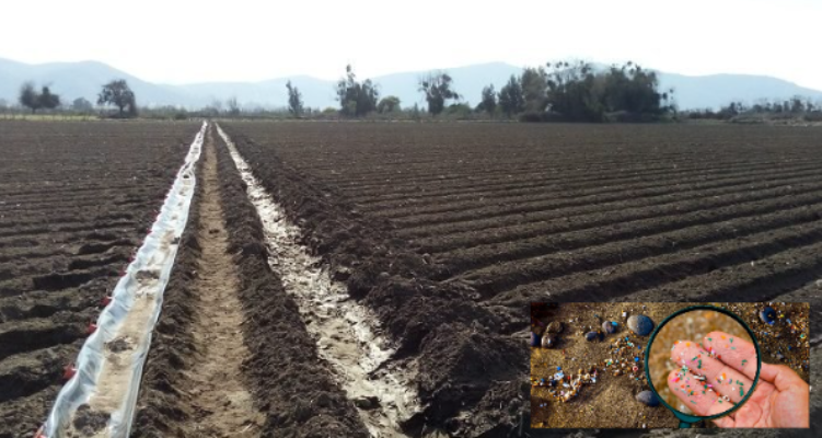 Microplásticos e a ameaça à segurança alimentar global, um desafio emergente 5 Screenshot 2025 03 13 183500