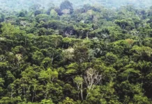 Iniciativa privada vai restaurar unidade de conservação mais desmatada do Brasil, no Pará iniciativa