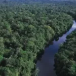 Desmatamento na Amazônia atinge menor nível histórico para o mês de fevereiro Amazônia