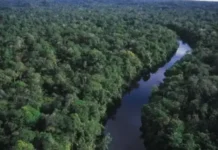 Desmatamento na Amazônia atinge menor nível histórico para o mês de fevereiro Amazônia
