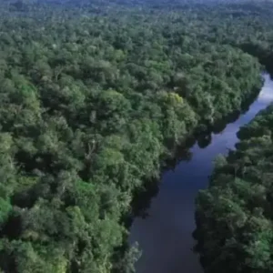 Desmatamento na Amazônia atinge menor nível histórico para o mês de fevereiro Amazônia