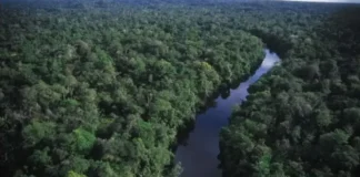 Amazônia