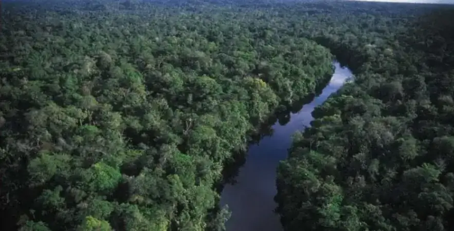 Desmatamento na Amazônia atinge menor nível histórico para o mês de fevereiro 3 Amazônia