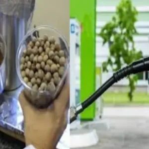 Pará se destaca na inovação sustentável onde açaí e tucumã viram biocombustível e asfalto ecológico biocombustíveis