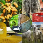 Investimentos na agricultura paraense impulsionam crescimento sustentável e projeção internacional agricultura