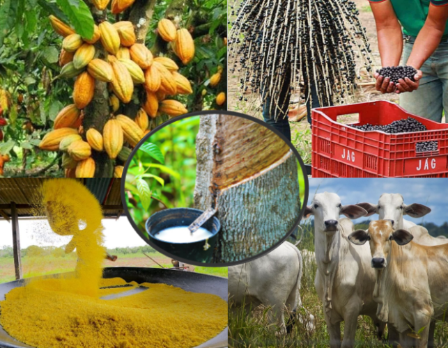 Investimentos na agricultura paraense impulsionam crescimento sustentável e projeção internacional 4 agricultura