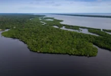 Governo Federal anuncia R$ 150 Milhões para recuperação da Amazônia em projetos de restauração produtiva restaura