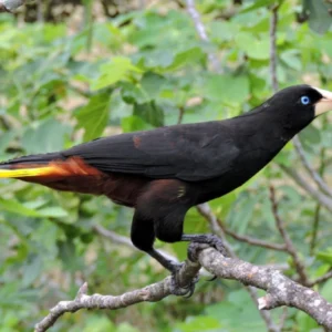 Aves no Pará constroem ninhos com plástico, sinalizando poluição em ecossistemas costeiros estudo