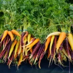 20ª Sessão da Comissão de Recursos Genéticos para a Alimentação e a Agricultura – CGRFA