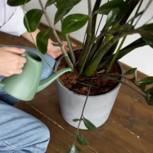 Zamioculca com caule enrugado: causas e soluções para salvar a planta Zamioculca com caule enrugado causas e soluções para salvar a planta