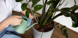 Zamioculca com caule enrugado causas e soluções para salvar a planta