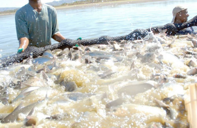 aqui Aquicultura na Amazônia como alternativa para segurança alimentar com menor impacto ambiental