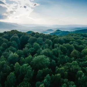 Florestas tropicais estão perdendo a corrida contra a crise climática, alertam estudos florestas