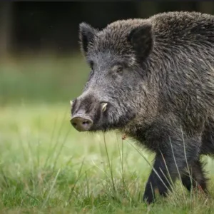 Invasão de javalis no Brasil exige abate de mais de um milhão de animais até 2025, alertam especialistas javalis