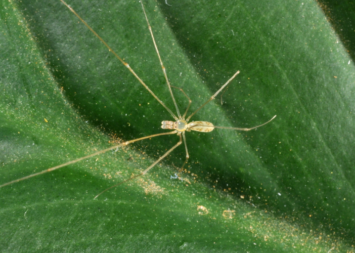 large Oito espécies da fauna brasileiras sob risco de extinção