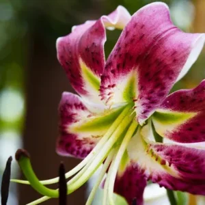 9 dicas essenciais para cuidar do lírio asiático e ter excelentes resultados 9 dicas essenciais para cuidar do lírio asiático e ter excelentes resultados