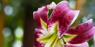 9 dicas essenciais para cuidar do lírio asiático e ter excelentes resultados