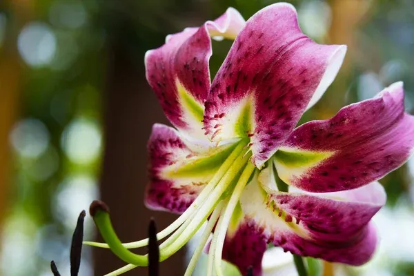 9 dicas essenciais para cuidar do lírio asiático e ter excelentes resultados 2 9 dicas essenciais para cuidar do lírio asiático e ter excelentes resultados