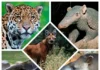 Oito espécies da fauna brasileiras sob risco de extinção fauna