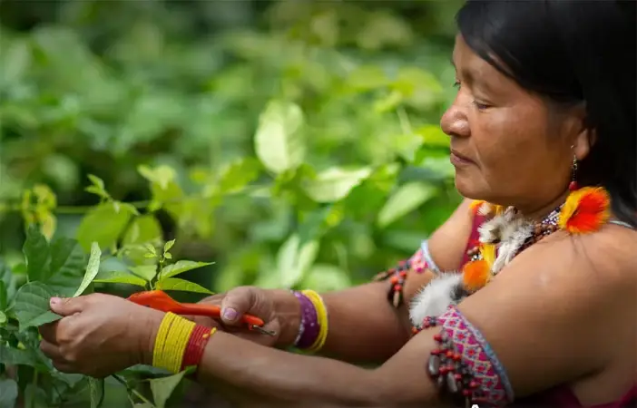 mulheres-indigenas-apoio Dia Internacional das Florestas destaca a importância dos recursos florestais para a alimentação e o planeta