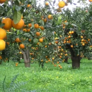 Doença redefine o mapa da citricultura no Brasil, impulsionando migração de plantios com apoio da ciência doença