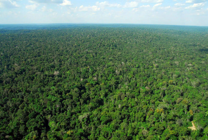 nova-concessao-para-refloresta Petrobras investe R$ 450 milhões em créditos de carbono para reflorestamento na Amazônia